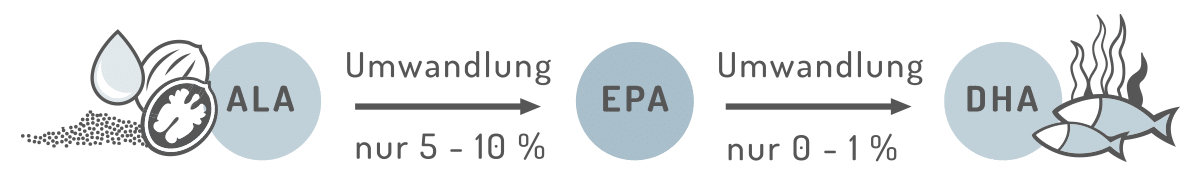 umwandlung ALA EPA DHA